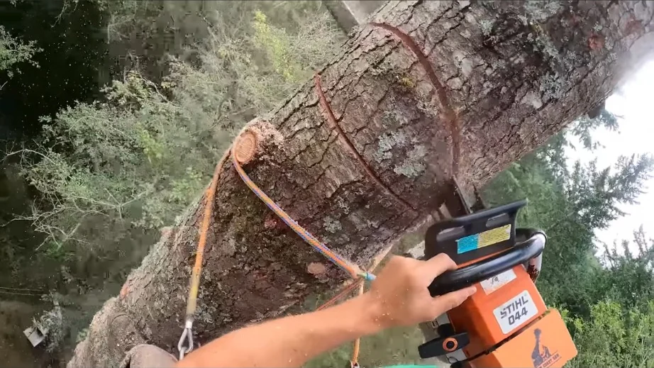 Aerial tree cutting with rope rigging for safe tree removal near a Jonesboro home