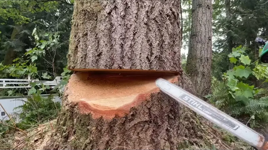 Professional tree trunk cutting with chainsaw during a tree removal job in Jonesboro AR